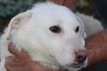 MALY, Hund, Hütehund-Mix in Lohra-Reimershausen - Bild 4