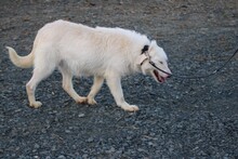 MALY, Hund, Hütehund-Mix in Lohra-Reimershausen - Bild 5