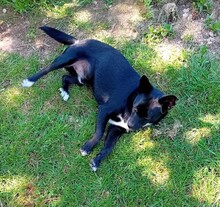 JERRY, Hund, Mischlingshund in Seelbach - Bild 2