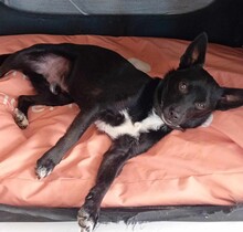 JERRY, Hund, Mischlingshund in Seelbach - Bild 3