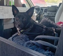 JERRY, Hund, Mischlingshund in Seelbach - Bild 5