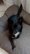 JERRY, Hund, Mischlingshund in Seelbach - Bild 6