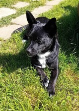 JERRY, Hund, Mischlingshund in Seelbach - Bild 7