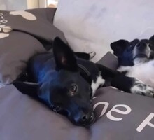 JERRY, Hund, Mischlingshund in Seelbach - Bild 8