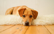EMILI, Hund, Mischlingshund in Berlin