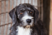 ALANI, Hund, Barak-Mix in Wendelstein