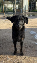 KAYA, Hund, Mischlingshund in Urbach - Bild 1