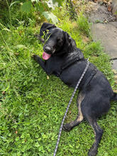 KAYA, Hund, Mischlingshund in Urbach - Bild 2
