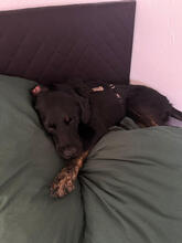 KAYA, Hund, Mischlingshund in Urbach - Bild 3