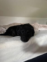 KAYA, Hund, Mischlingshund in Urbach - Bild 4