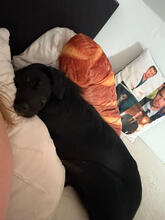 KAYA, Hund, Mischlingshund in Urbach - Bild 5