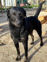 KAYA, Hund, Mischlingshund in Urbach - Bild 6