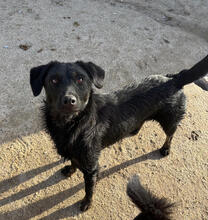 KAYA, Hund, Mischlingshund in Urbach - Bild 7