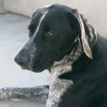 CARMELA, Hund, Jagdhund-Mix in Spanien - Bild 10