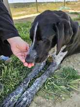 CARMELA, Hund, Jagdhund-Mix in Spanien - Bild 5