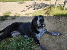CARMELA, Hund, Jagdhund-Mix in Spanien - Bild 6