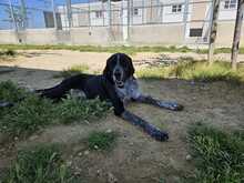 CARMELA, Hund, Jagdhund-Mix in Spanien - Bild 7
