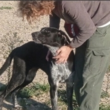 CARMELA, Hund, Jagdhund-Mix in Spanien - Bild 8