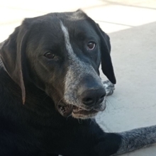 CARMELA, Hund, Jagdhund-Mix in Spanien - Bild 9