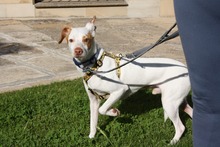 CHICO, Hund, Podenco-Mix in Spanien - Bild 10