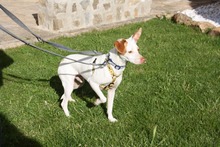 CHICO, Hund, Podenco-Mix in Spanien - Bild 11