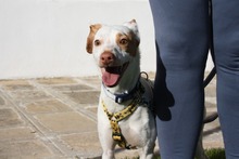 CHICO, Hund, Podenco-Mix in Spanien - Bild 13