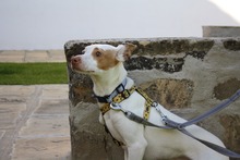 CHICO, Hund, Podenco-Mix in Spanien - Bild 15