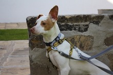 CHICO, Hund, Podenco-Mix in Spanien - Bild 16