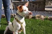 CHICO, Hund, Podenco-Mix in Spanien - Bild 17