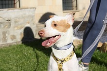 CHICO, Hund, Podenco-Mix in Spanien - Bild 18