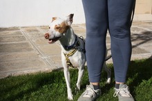 CHICO, Hund, Podenco-Mix in Spanien - Bild 19