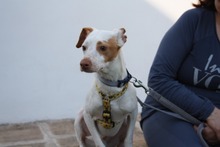 CHICO, Hund, Podenco-Mix in Spanien - Bild 20
