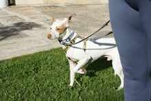 CHICO, Hund, Podenco-Mix in Spanien - Bild 7