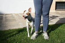 CHICO, Hund, Podenco-Mix in Spanien - Bild 8