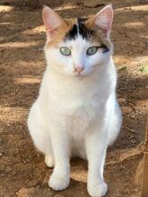 ZANNA, Katze, Europäisch Kurzhaar in Pulheim