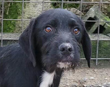 ELMO, Hund, Barak-Mix in Kroatien - Bild 10
