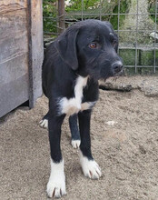 ELMO, Hund, Barak-Mix in Kroatien - Bild 11