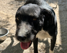 ELMO, Hund, Barak-Mix in Kroatien - Bild 12