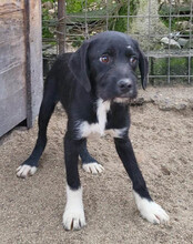 ELMO, Hund, Barak-Mix in Kroatien - Bild 13