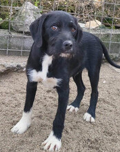 ELMO, Hund, Barak-Mix in Kroatien - Bild 8