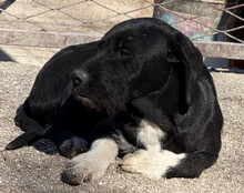 ELMO, Hund, Barak-Mix in Kroatien - Bild 9