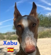 XABU, Hund, Podenco in Pleckhausen