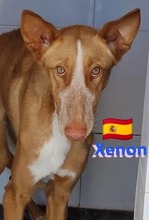 XENON, Hund, Podenco in Reutlingen