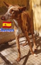 XENON, Hund, Podenco in Huisheim - Bild 10