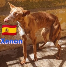 XENON, Hund, Podenco in Huisheim - Bild 11
