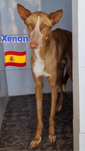 XENON, Hund, Podenco in Huisheim - Bild 2