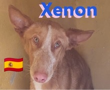 XENON, Hund, Podenco in Huisheim - Bild 3