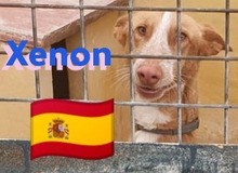 XENON, Hund, Podenco in Huisheim - Bild 4