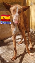 XENON, Hund, Podenco in Huisheim - Bild 5