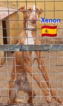 XENON, Hund, Podenco in Huisheim - Bild 6